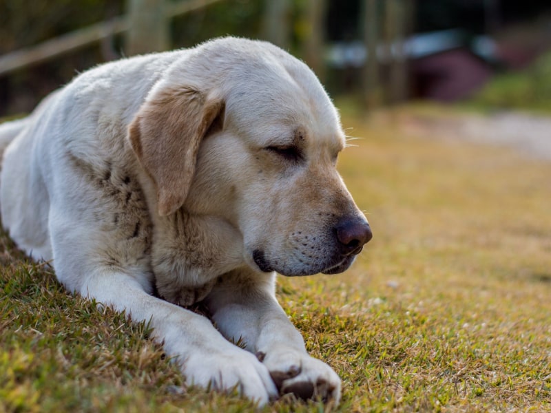 Kidney failure in dogs causes and signs